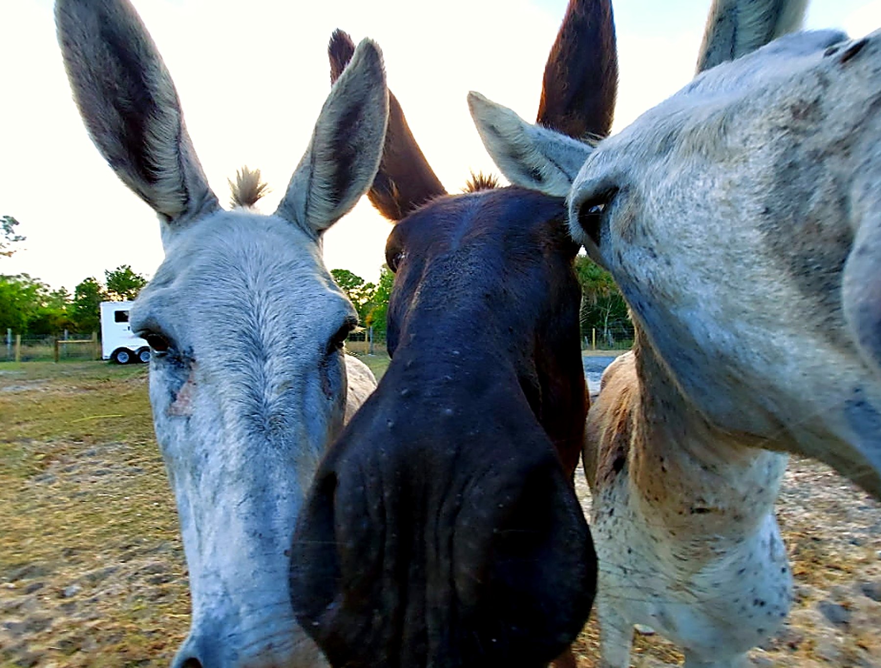 Donkeys gently gathering close to the camera