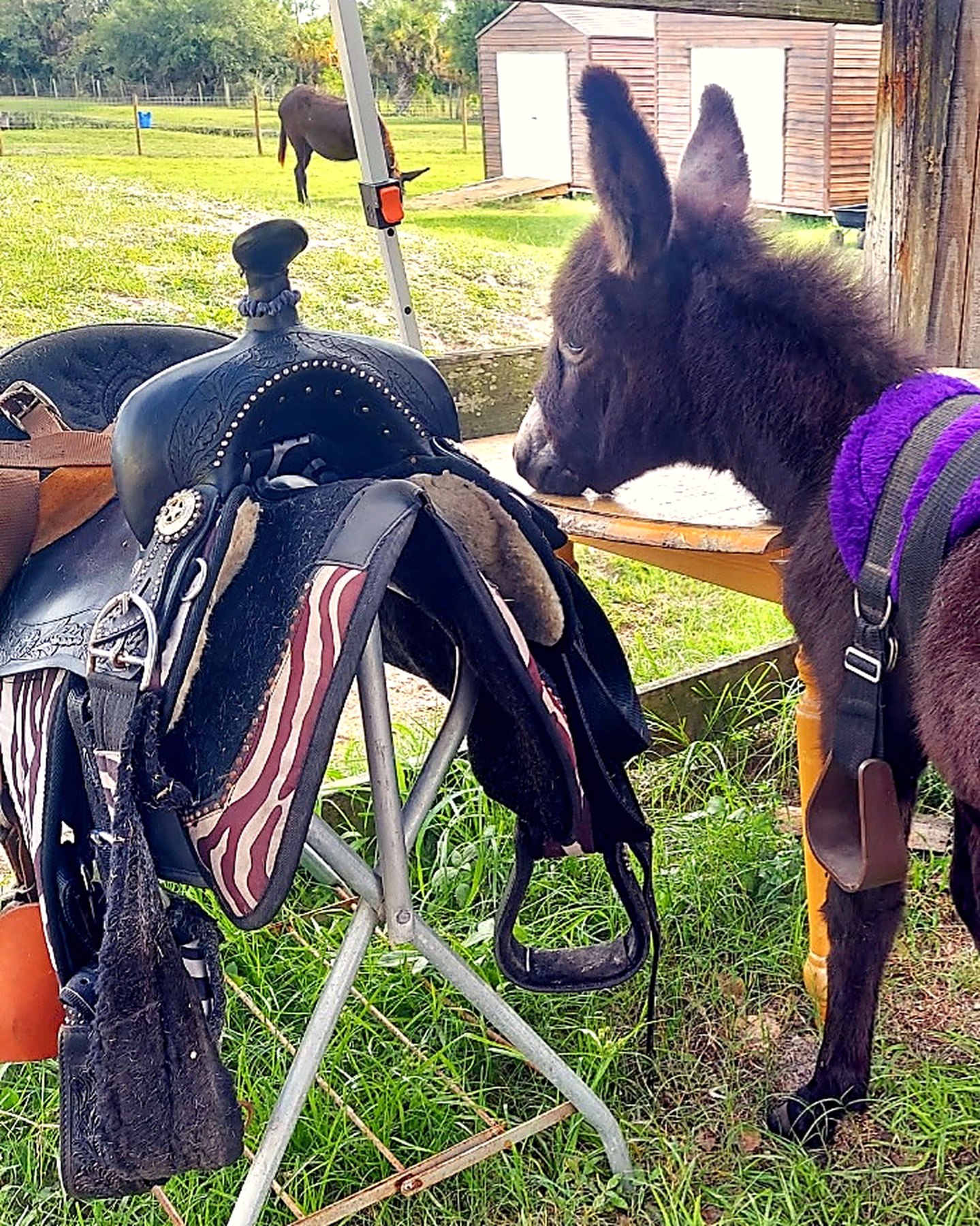 A donkey standing near saddles and barn gear