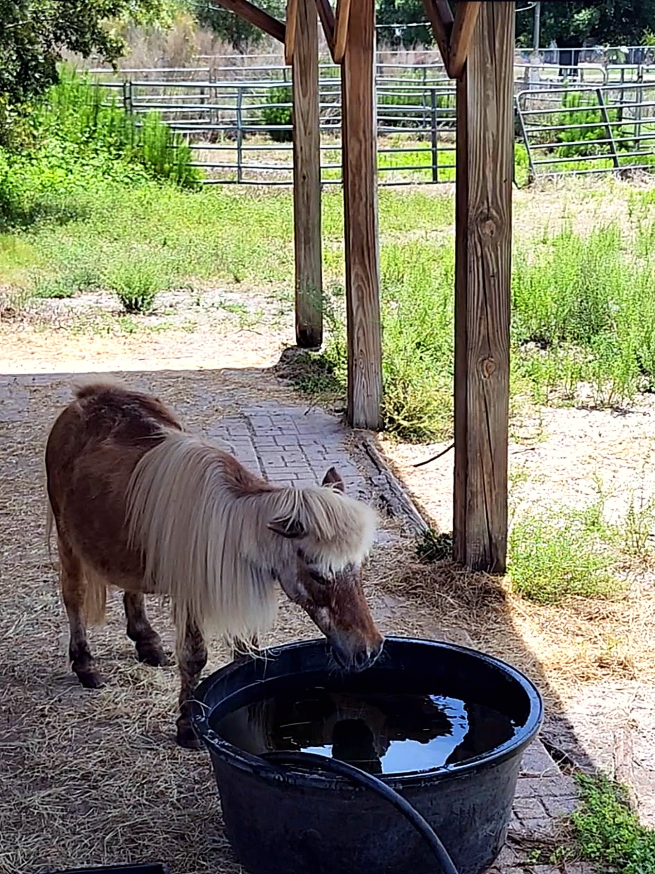 A small donkey drinking water under a shaded shelter